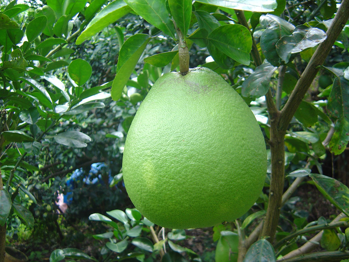 Giá Trị Của Bưởi Con